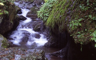 �_��̑�i�ʐ���̑�j