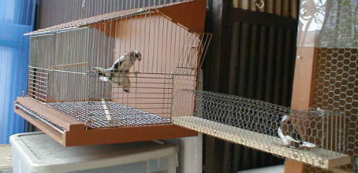 �T���e���X�����}